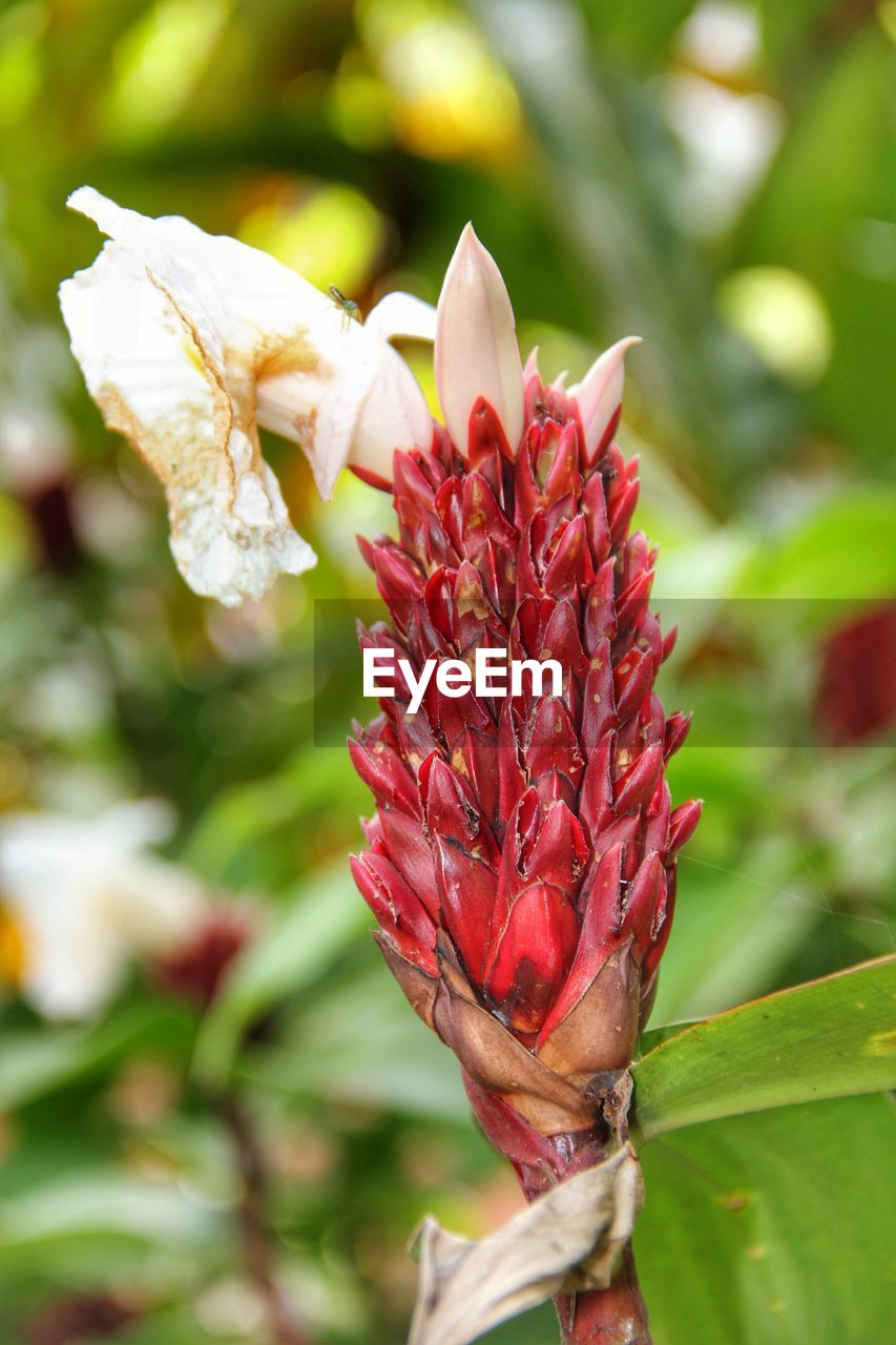 CLOSE-UP OF RED FLOWER BLOOMING