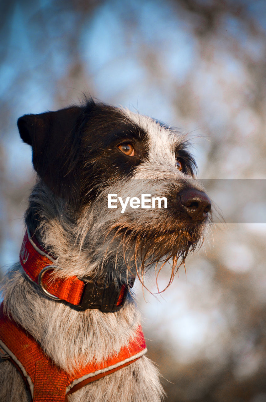 Low angle view of dog looking away during sunset