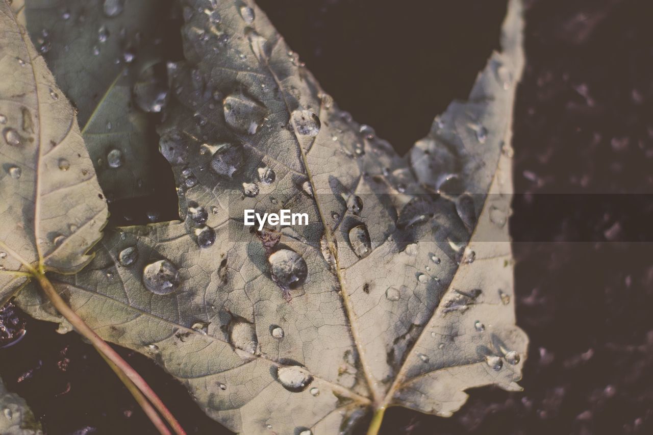 High angle view of water drops on dry leaves