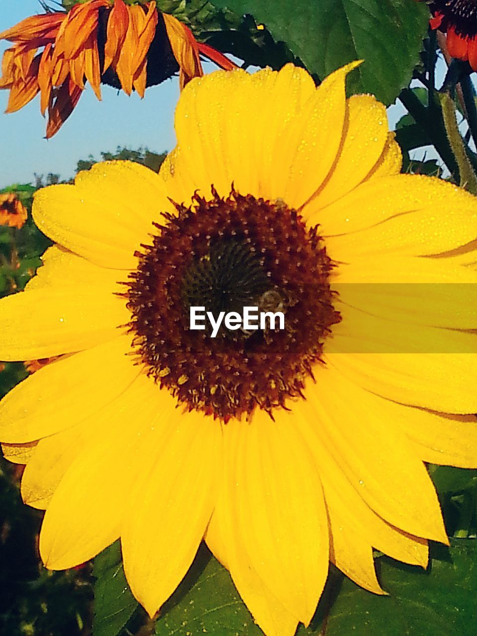 MACRO SHOT OF SUNFLOWER