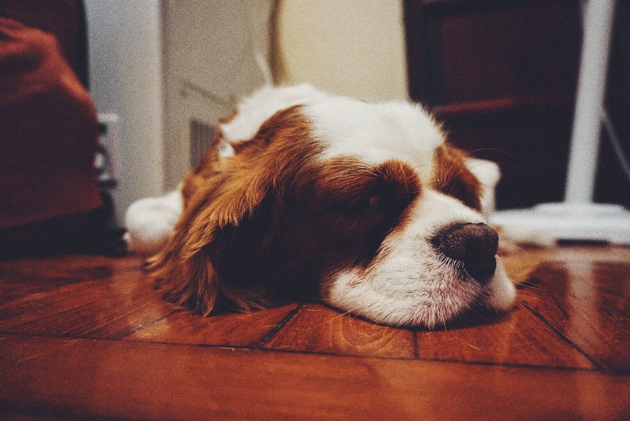 Close-up of dog at home