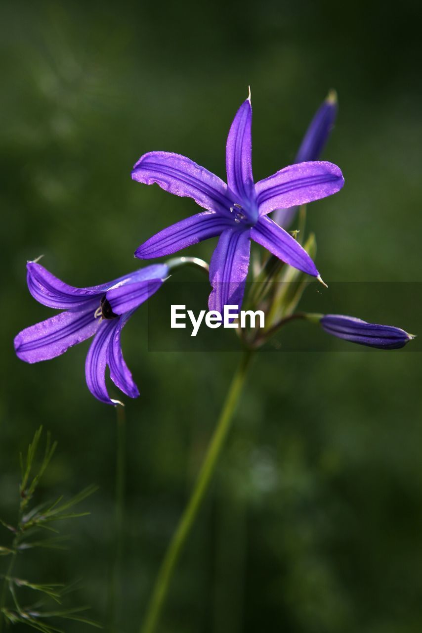 Close-up of purple flowers blooming outdoors