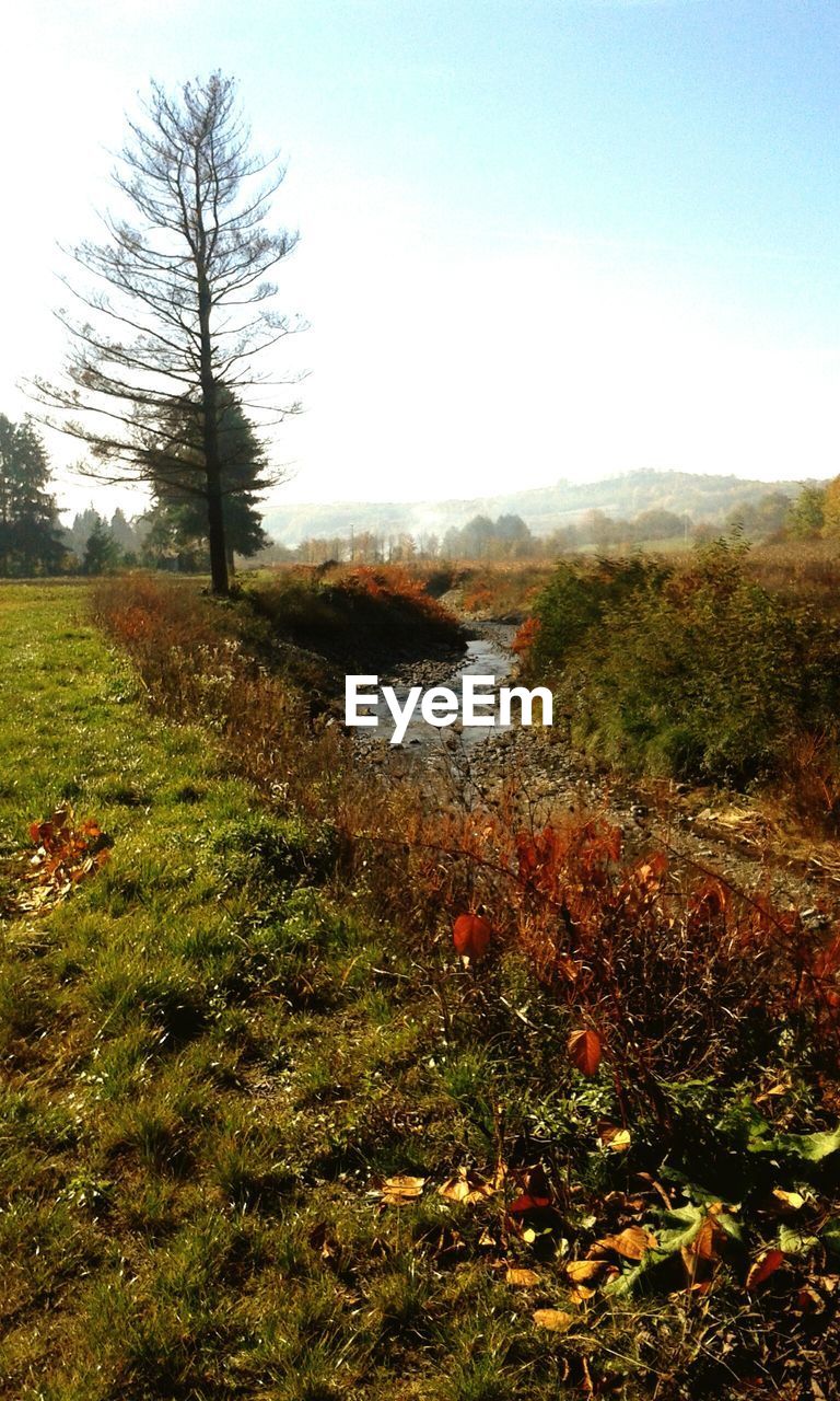 TREES ON GRASSY FIELD