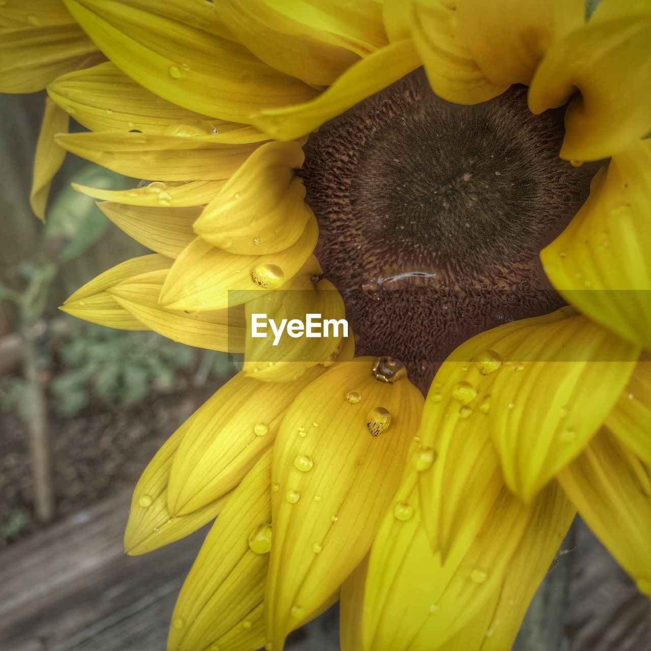 CLOSE-UP OF YELLOW FLOWERS BLOOMING