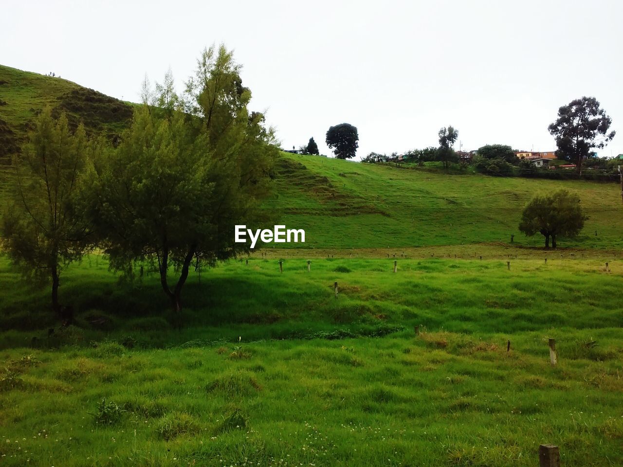 Scenic view of grassy landscape against clear sky