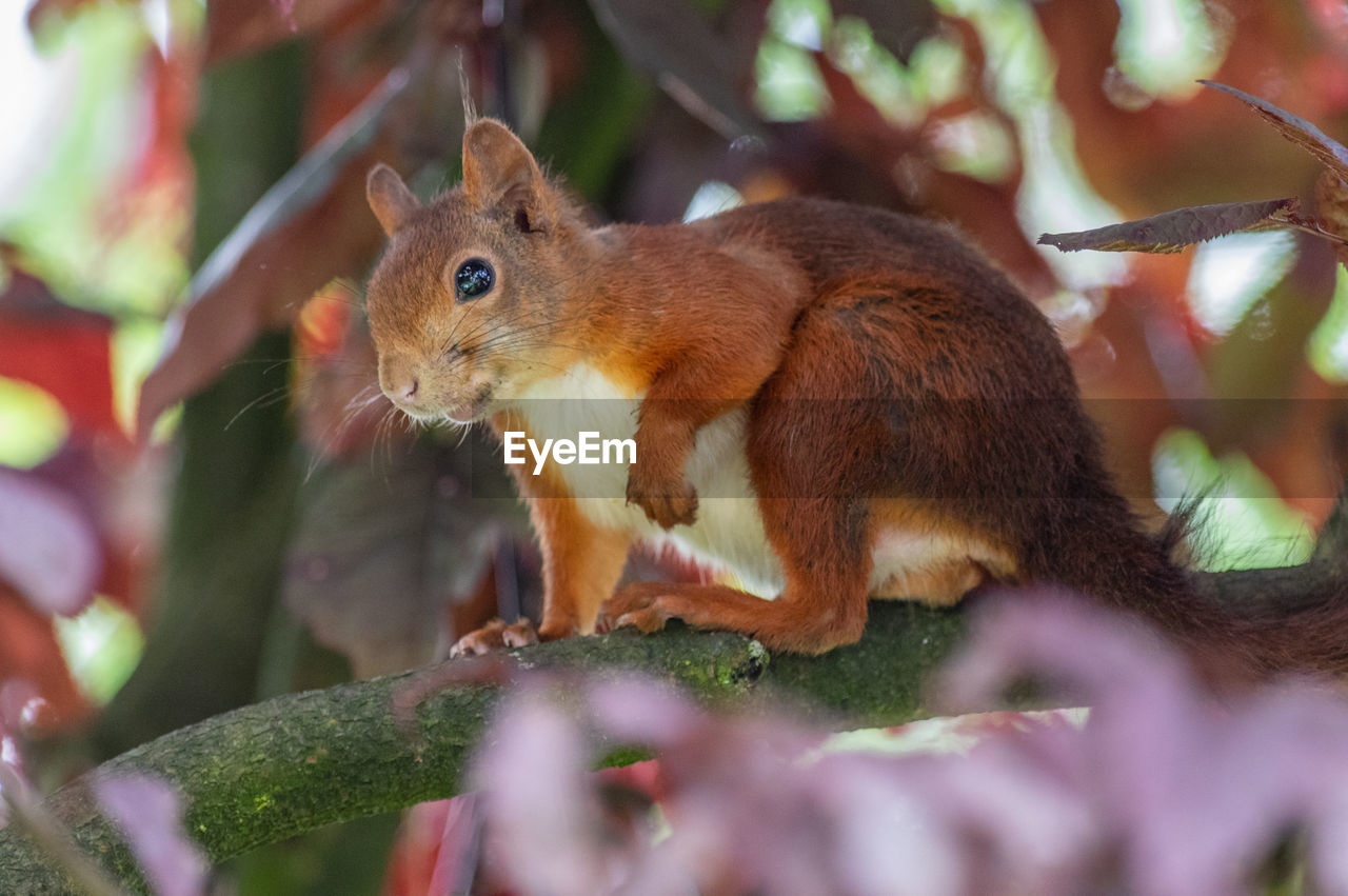 SQUIRREL ON TREE