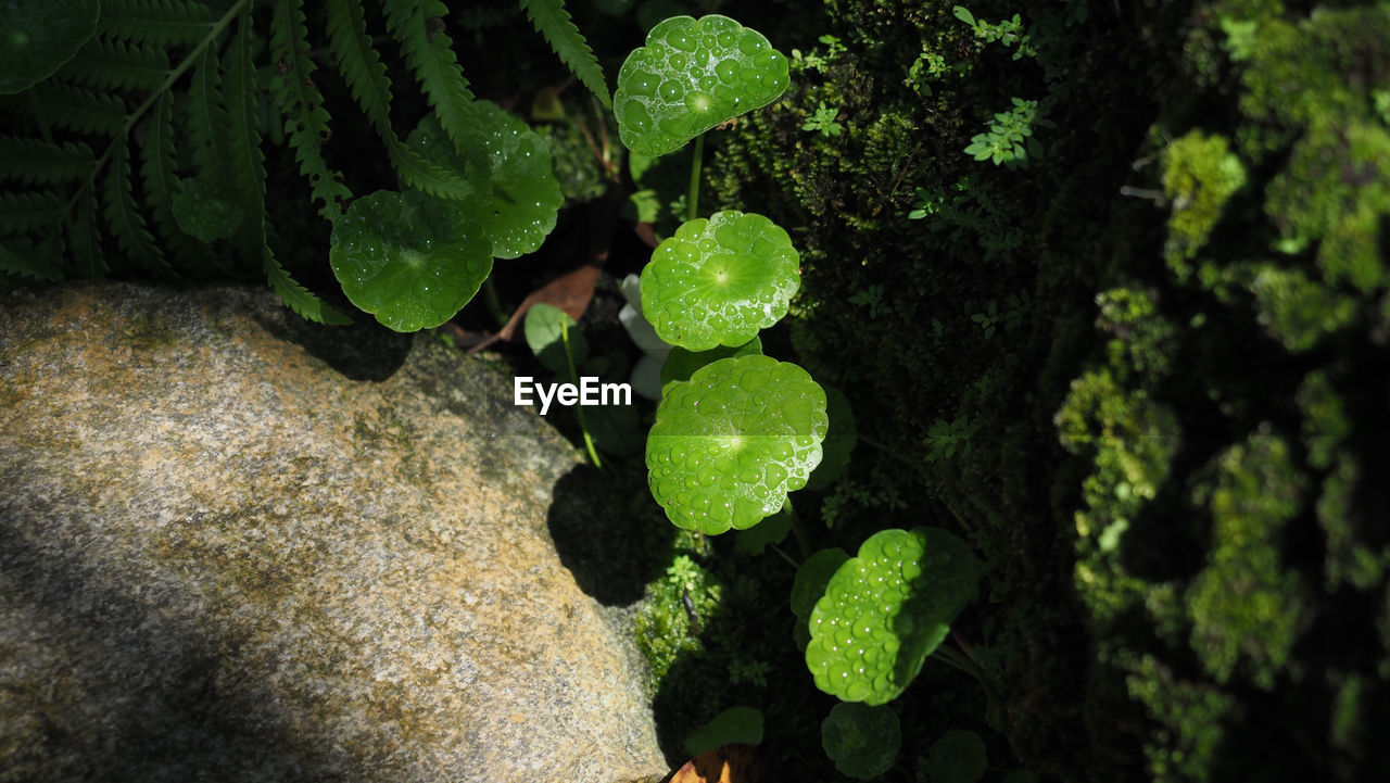 CLOSE-UP OF FRESH GREEN LEAVES WITH MOSS