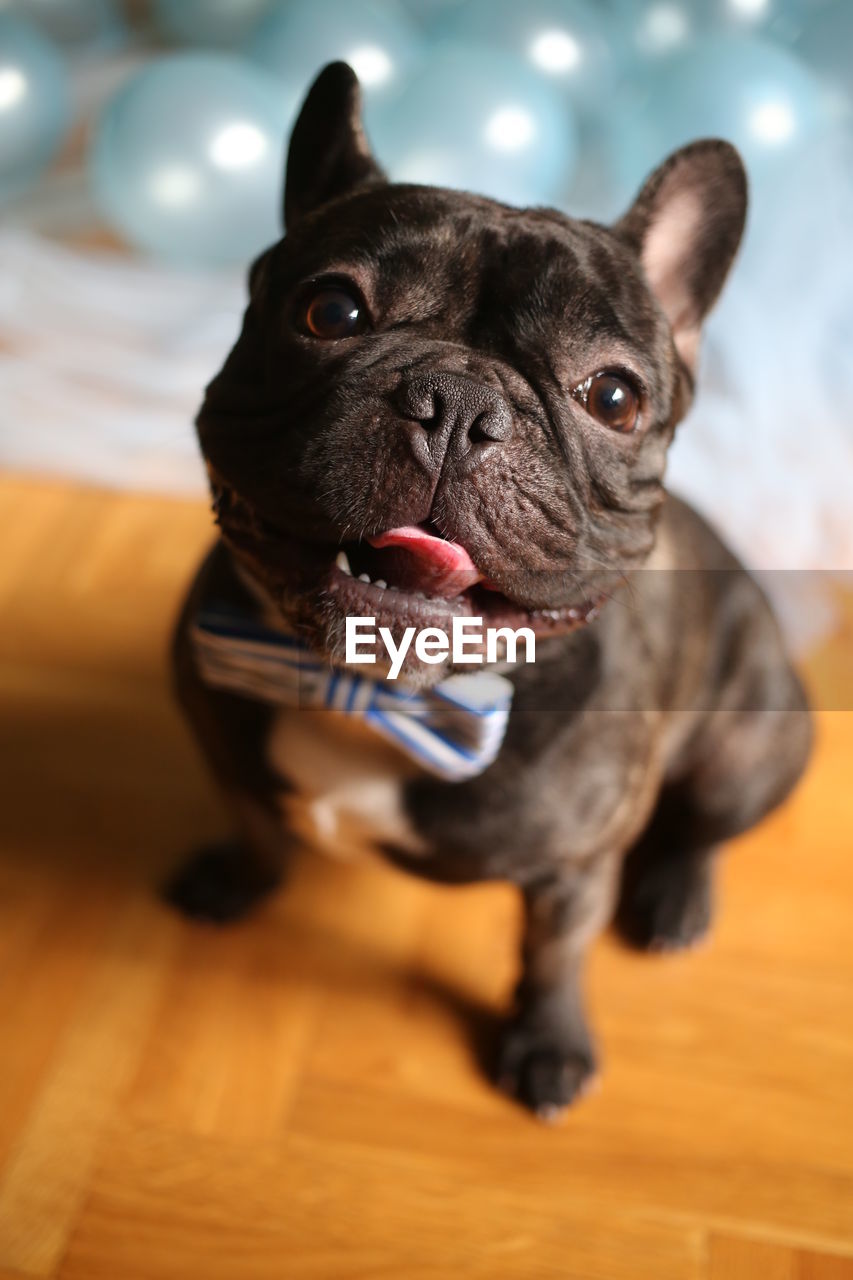 PORTRAIT OF DOG