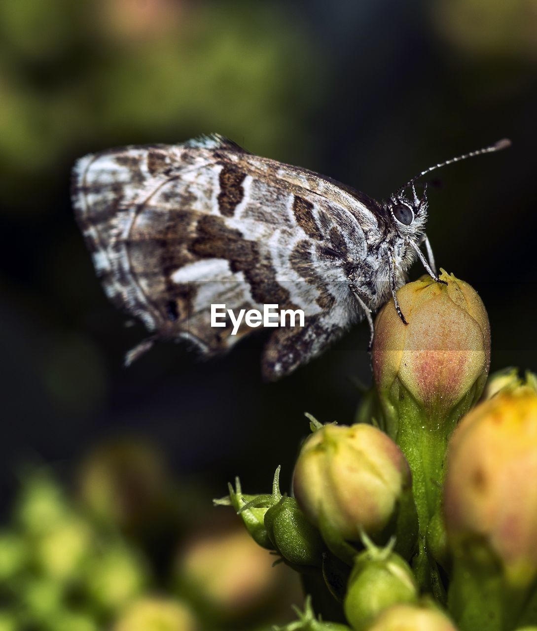 CLOSE-UP OF BUTTERFLY ON FLOWERS