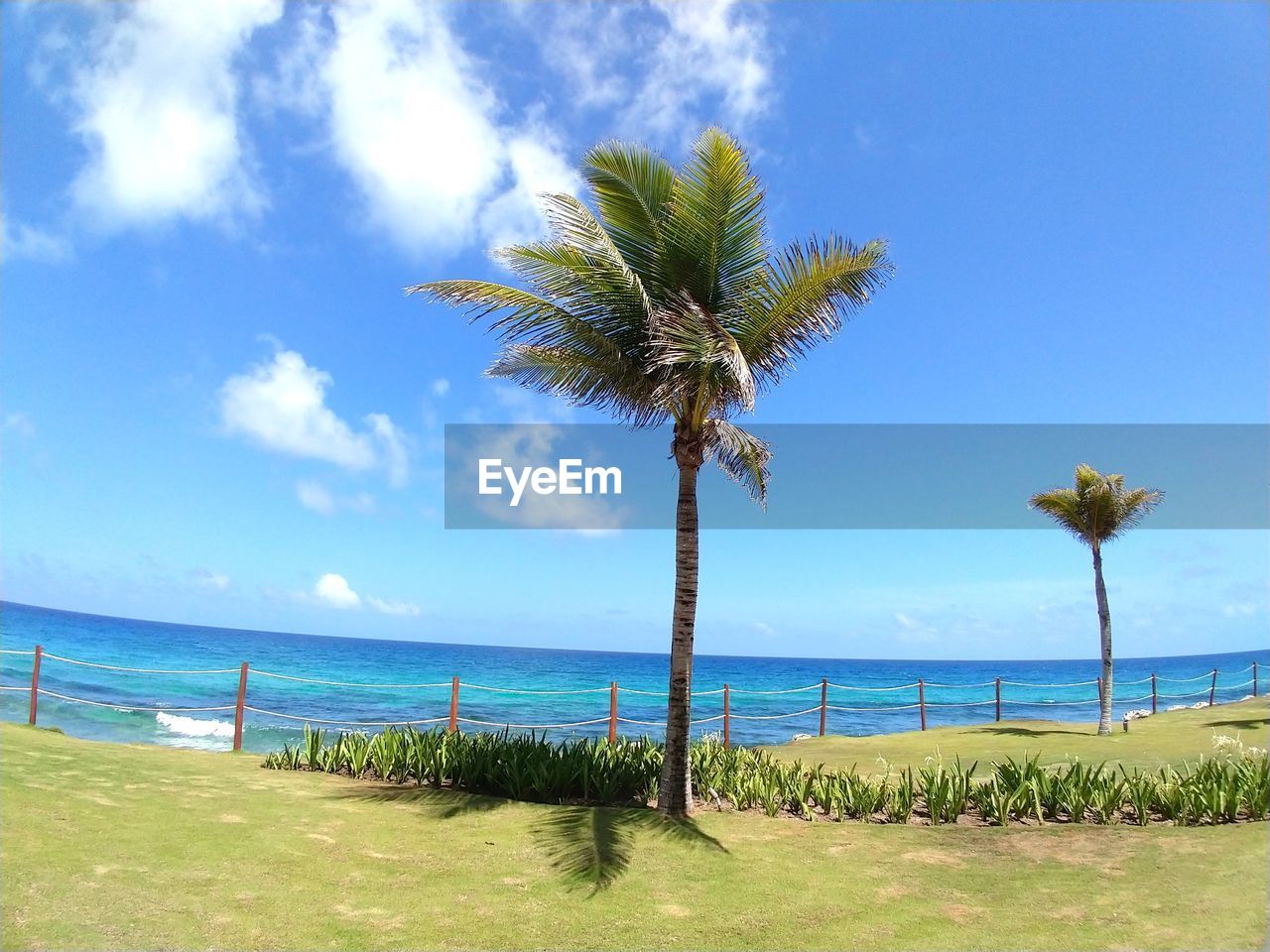 Palm trees on beach against sky