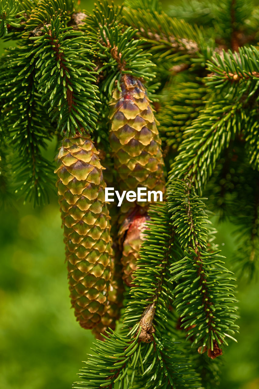 CLOSE-UP OF PINE CONES ON BRANCH