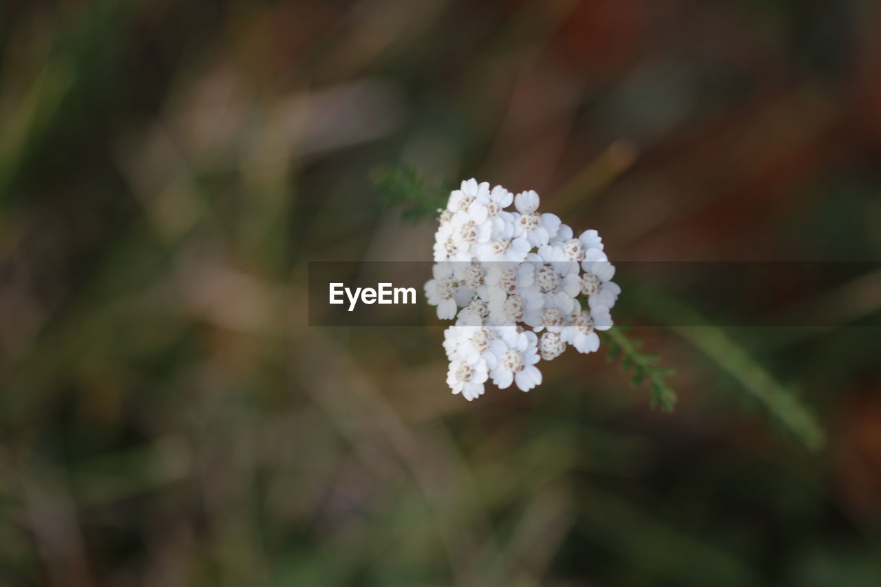 Close-up of frozen plant