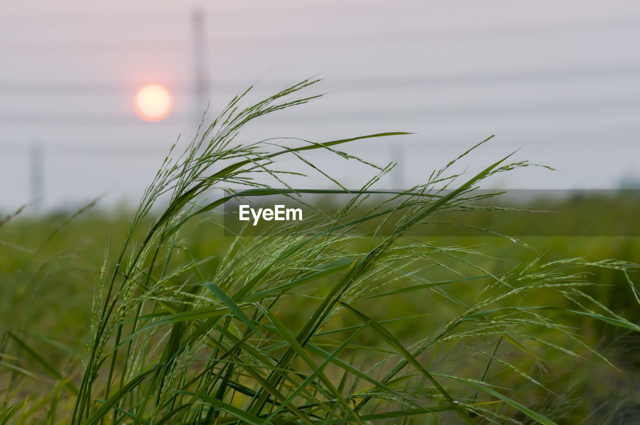 Close-up of grass growing on field against sky during sunset