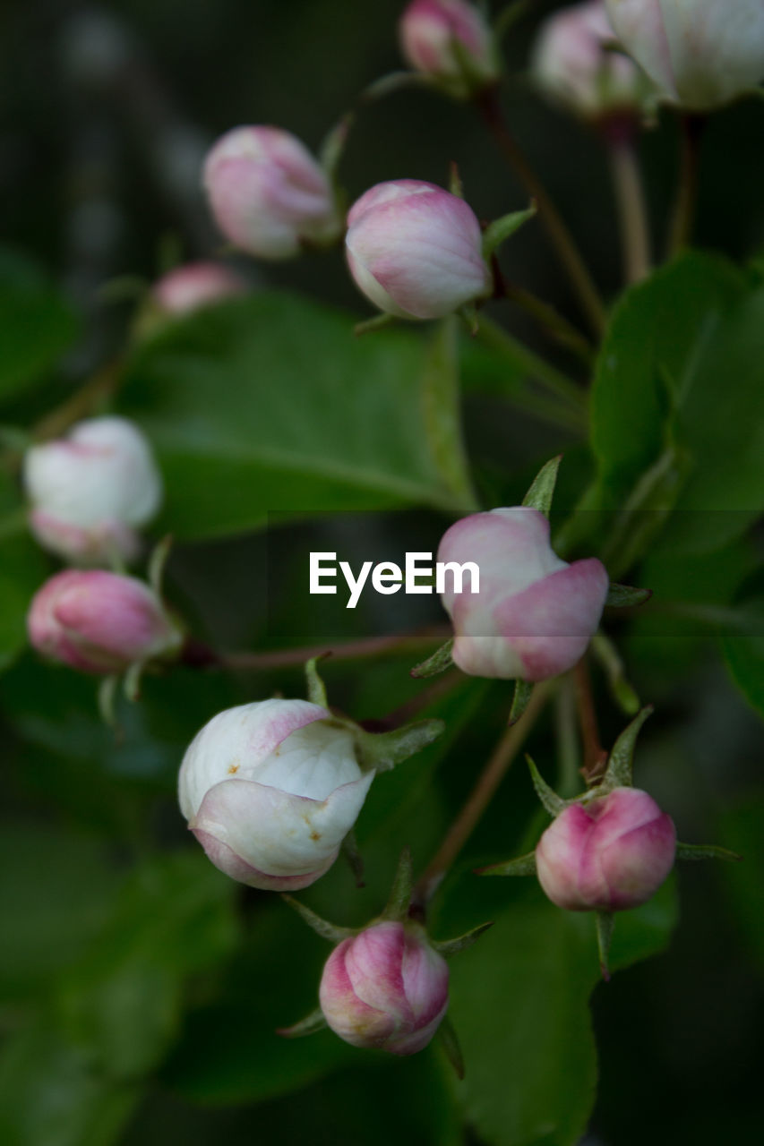 CLOSE-UP OF PURPLE FLOWERING PLANT