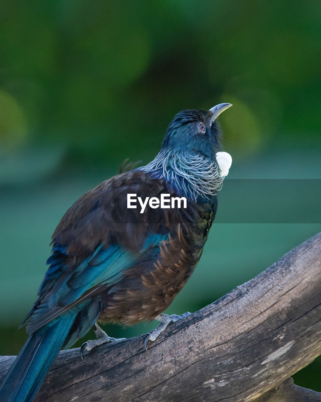 BIRD PERCHING ON A TREE