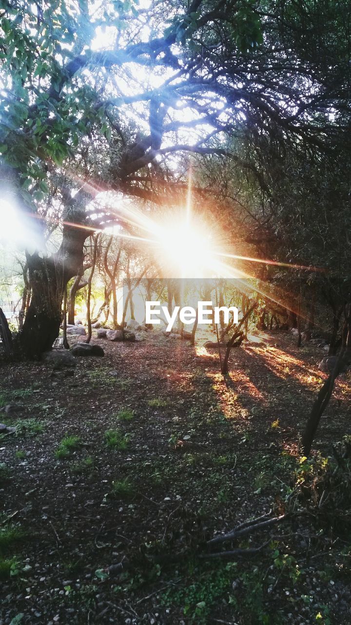 Sunlight through trees in forest