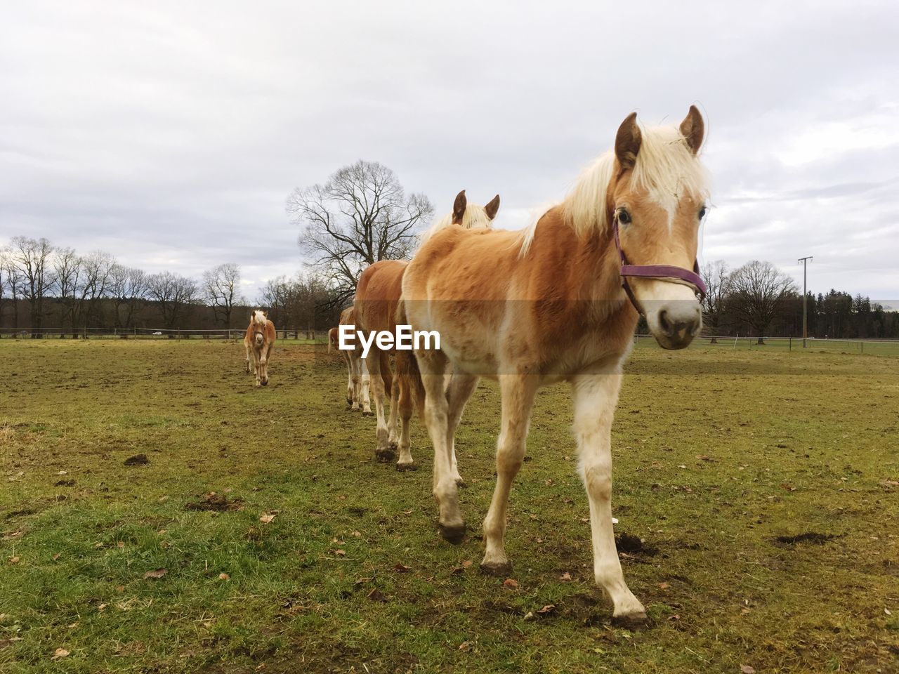 Horses walking on field against sky