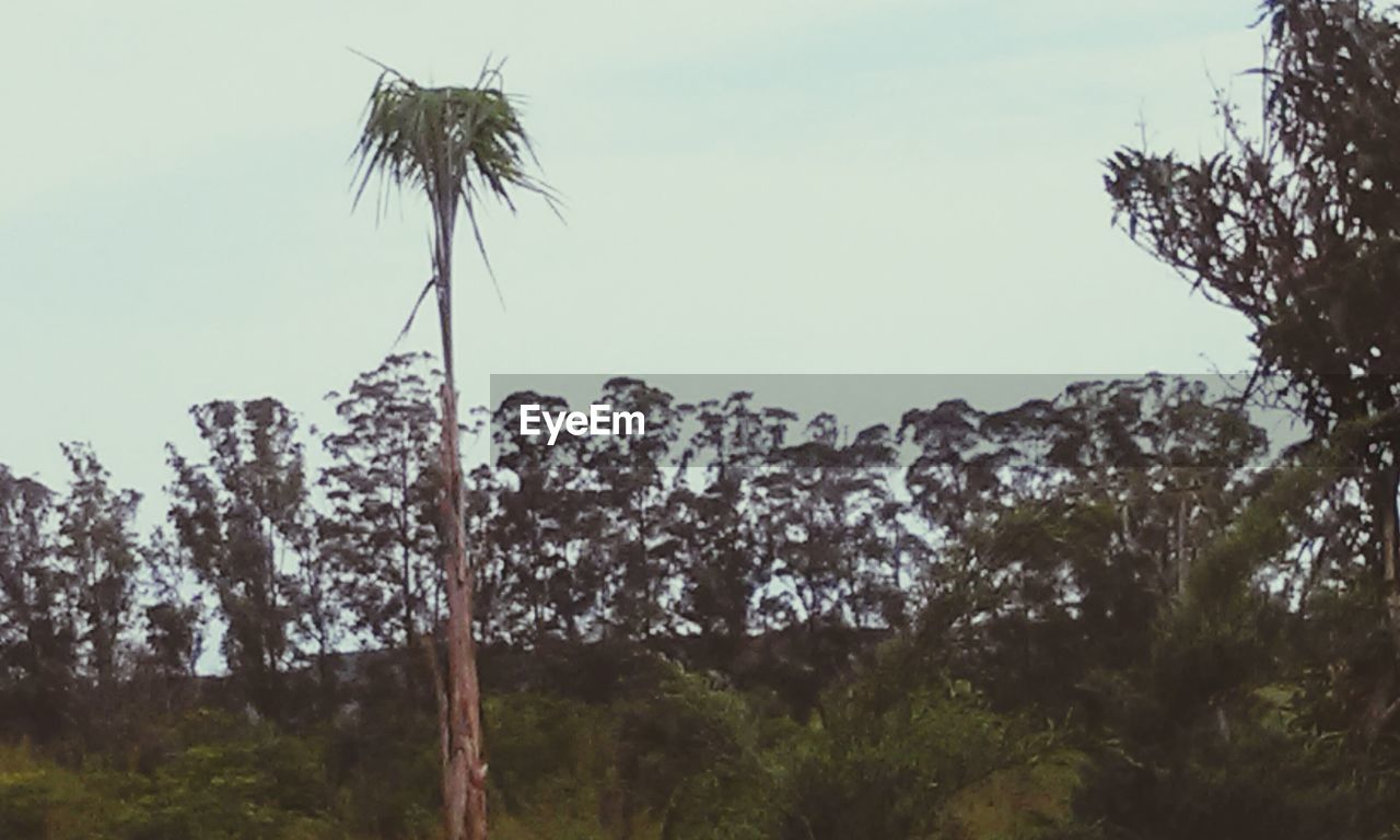 LOW ANGLE VIEW OF TREES AND MOUNTAIN