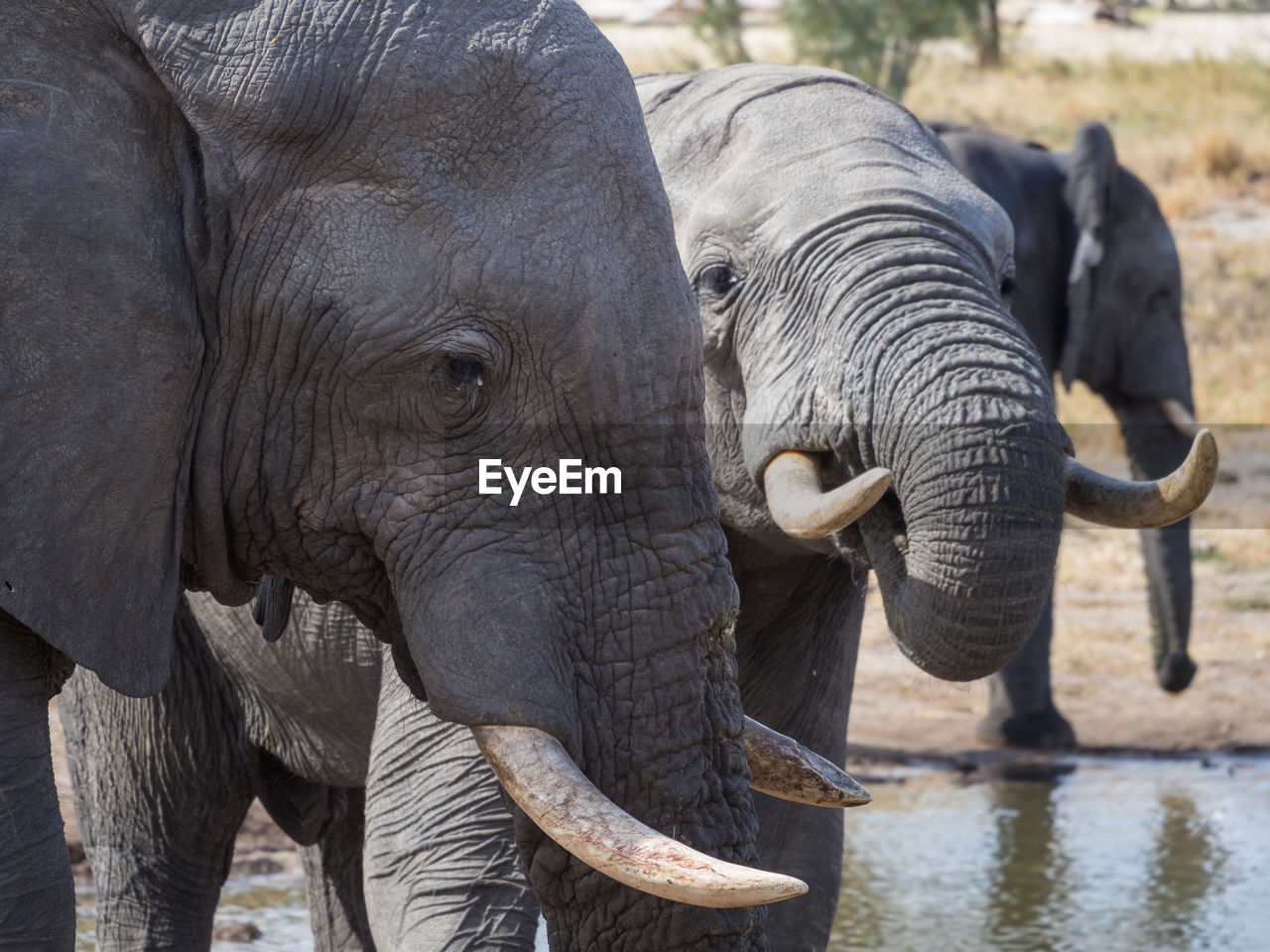 Close-up of african elephants drinking, botswana, africa