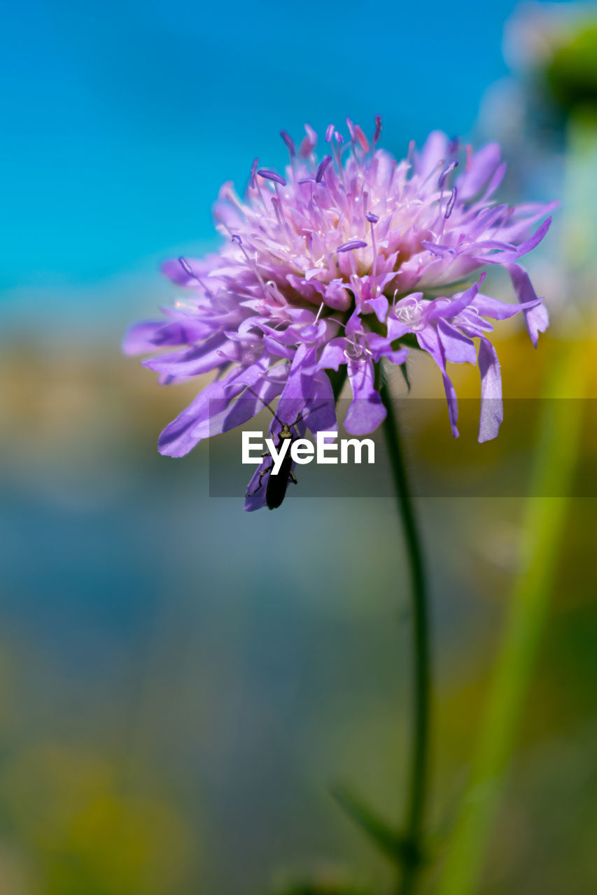 Close-up of insect on pink flower