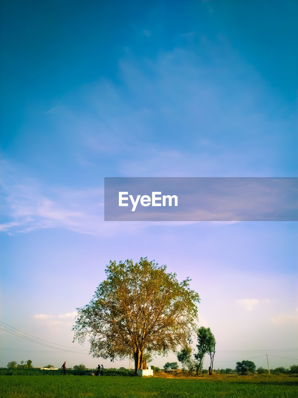 Trees on field against sky