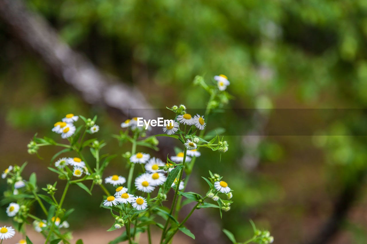 CLOSE-UP OF FLOWERING PLANT ON LAND