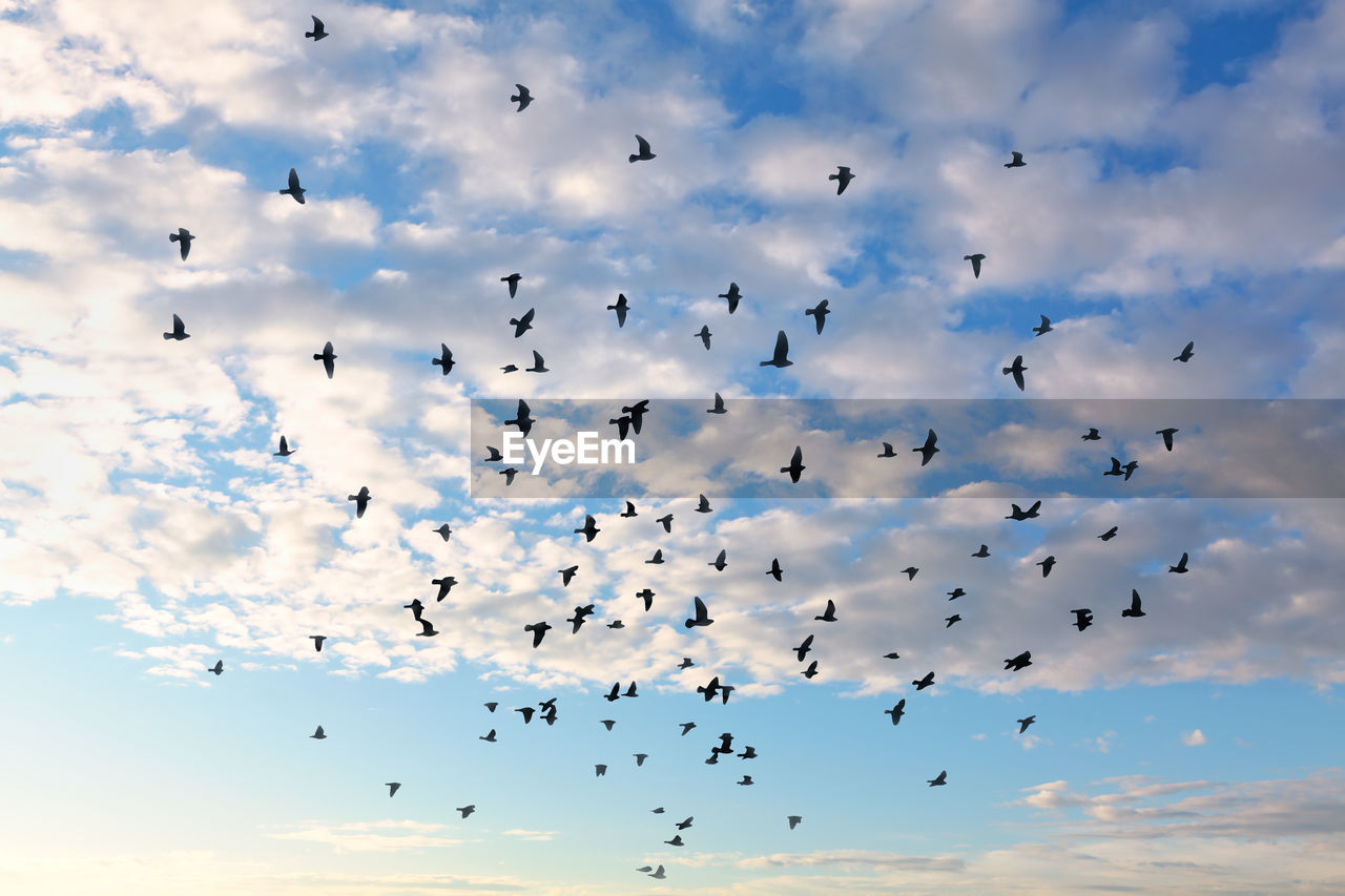 LOW ANGLE VIEW OF BIRDS FLYING