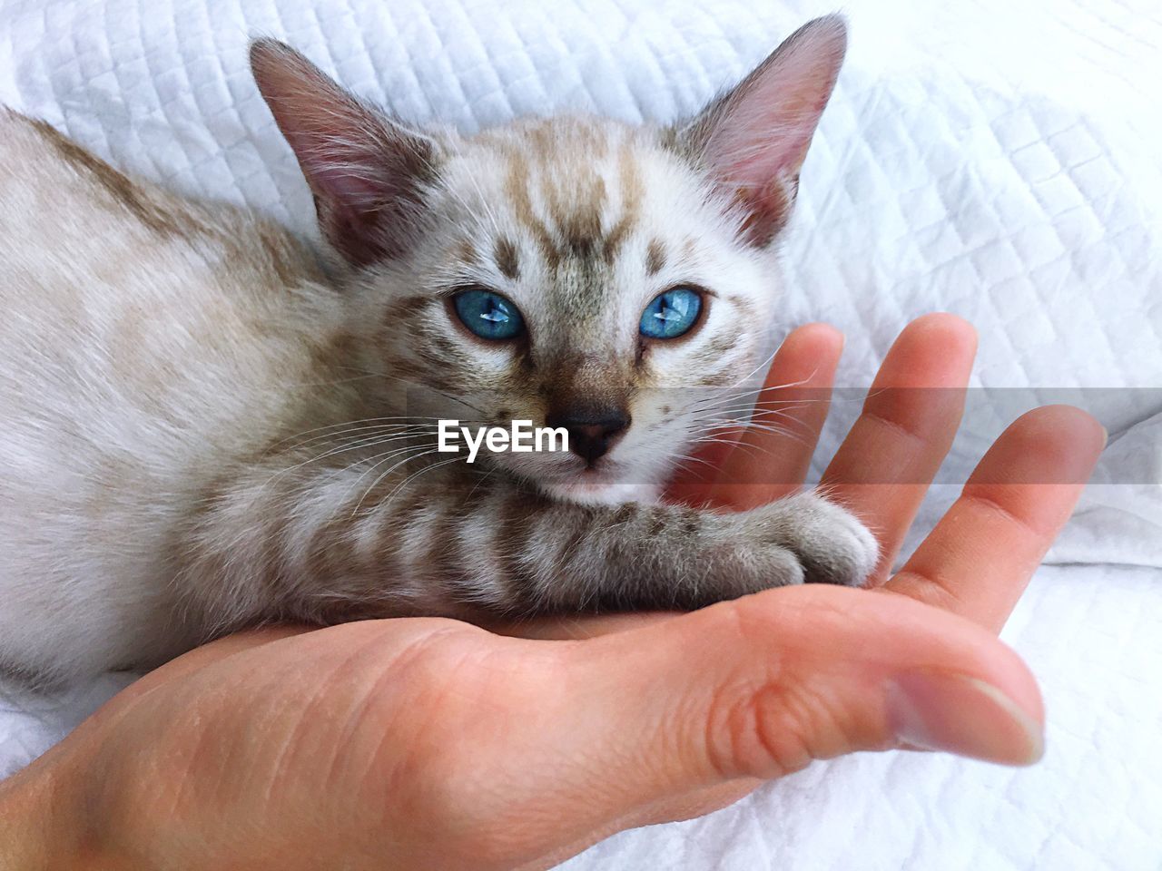 CLOSE-UP OF HAND HOLDING KITTEN WITH EYES