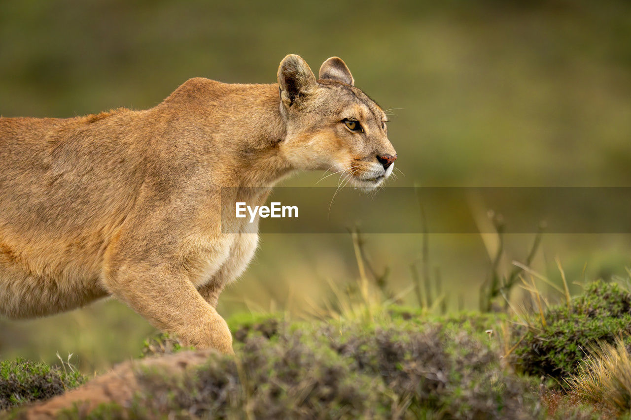close-up of lioness on field