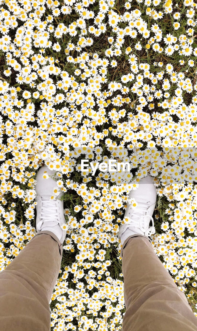LOW SECTION OF PERSON STANDING ON WHITE FLOWER