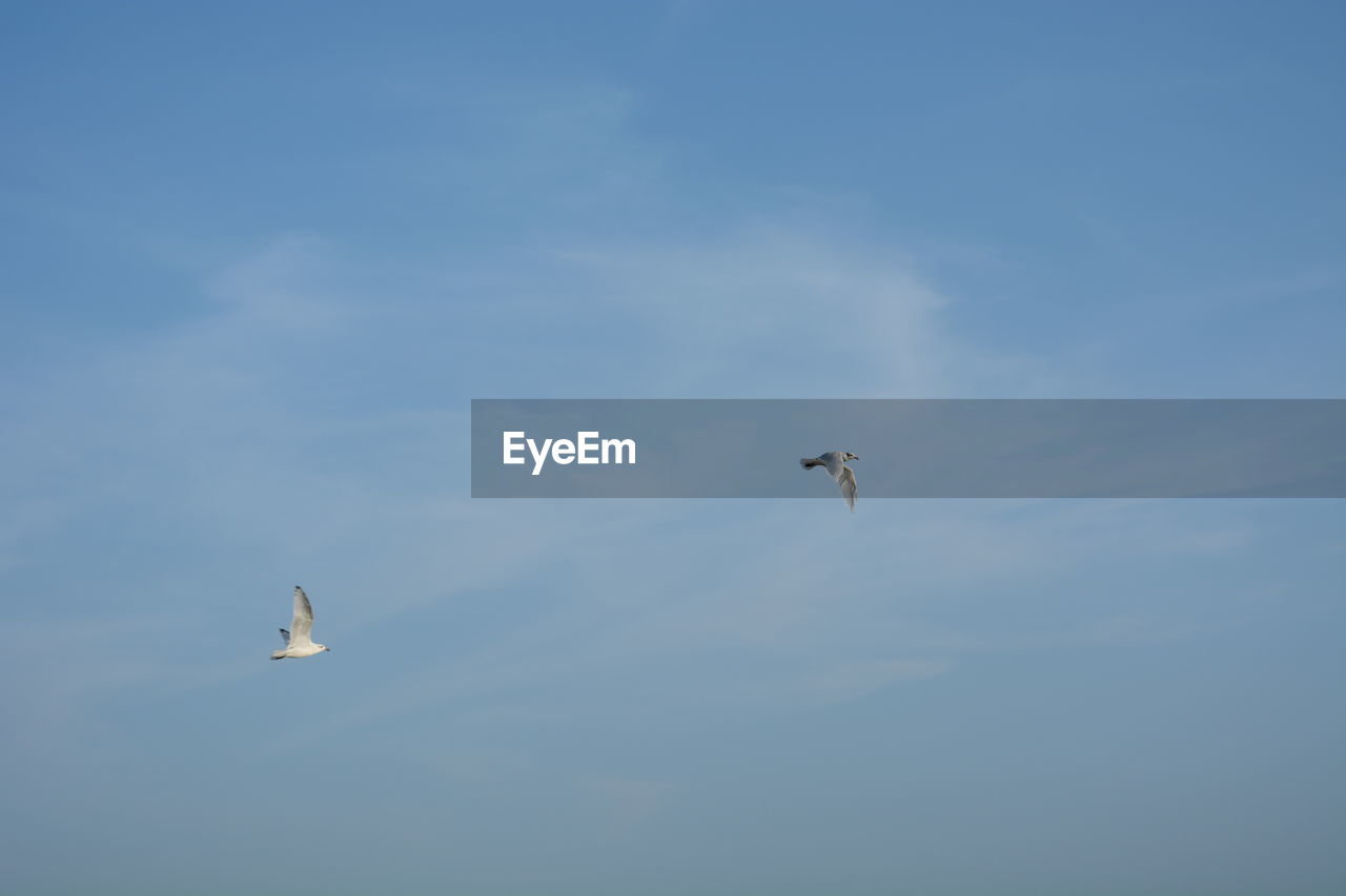 LOW ANGLE VIEW OF AIRPLANE FLYING AGAINST SKY