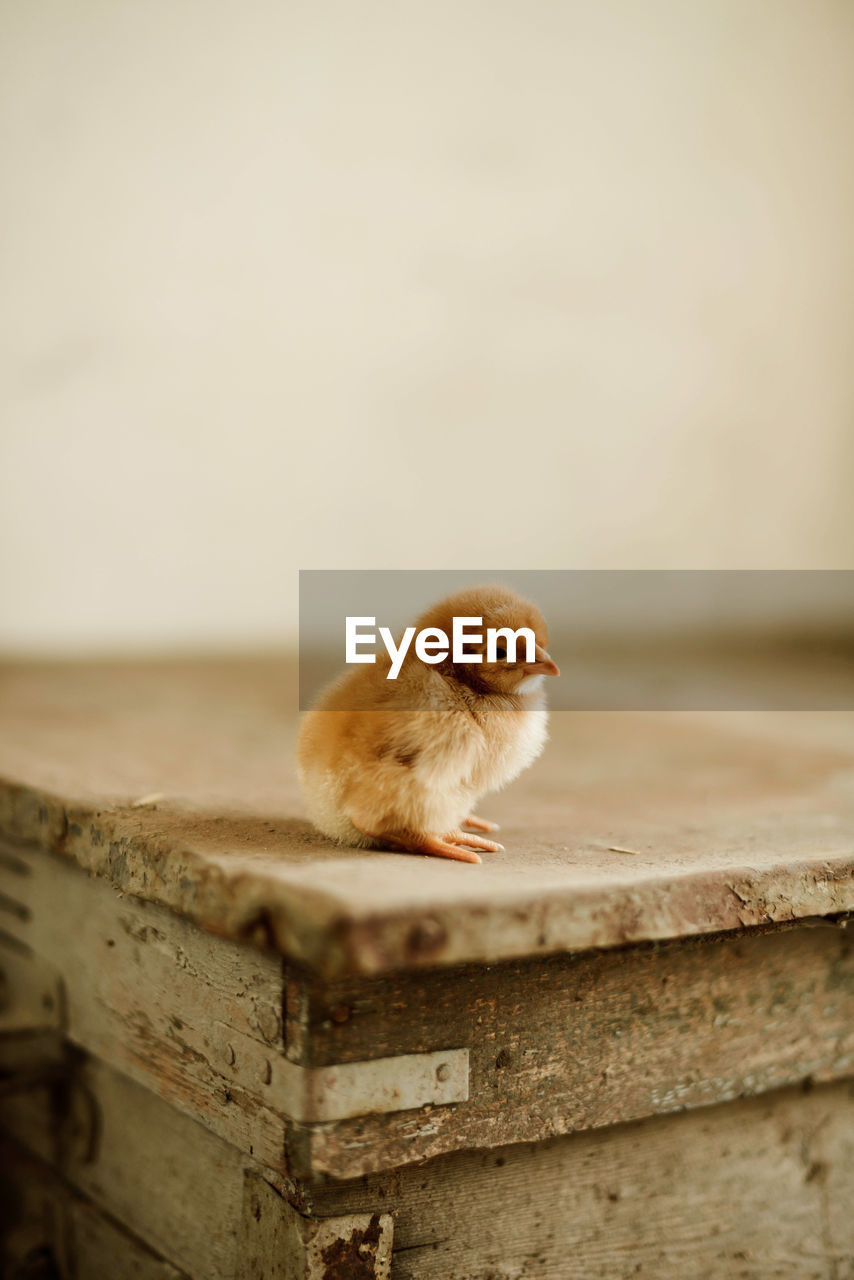 Close-up of baby chickens indoor