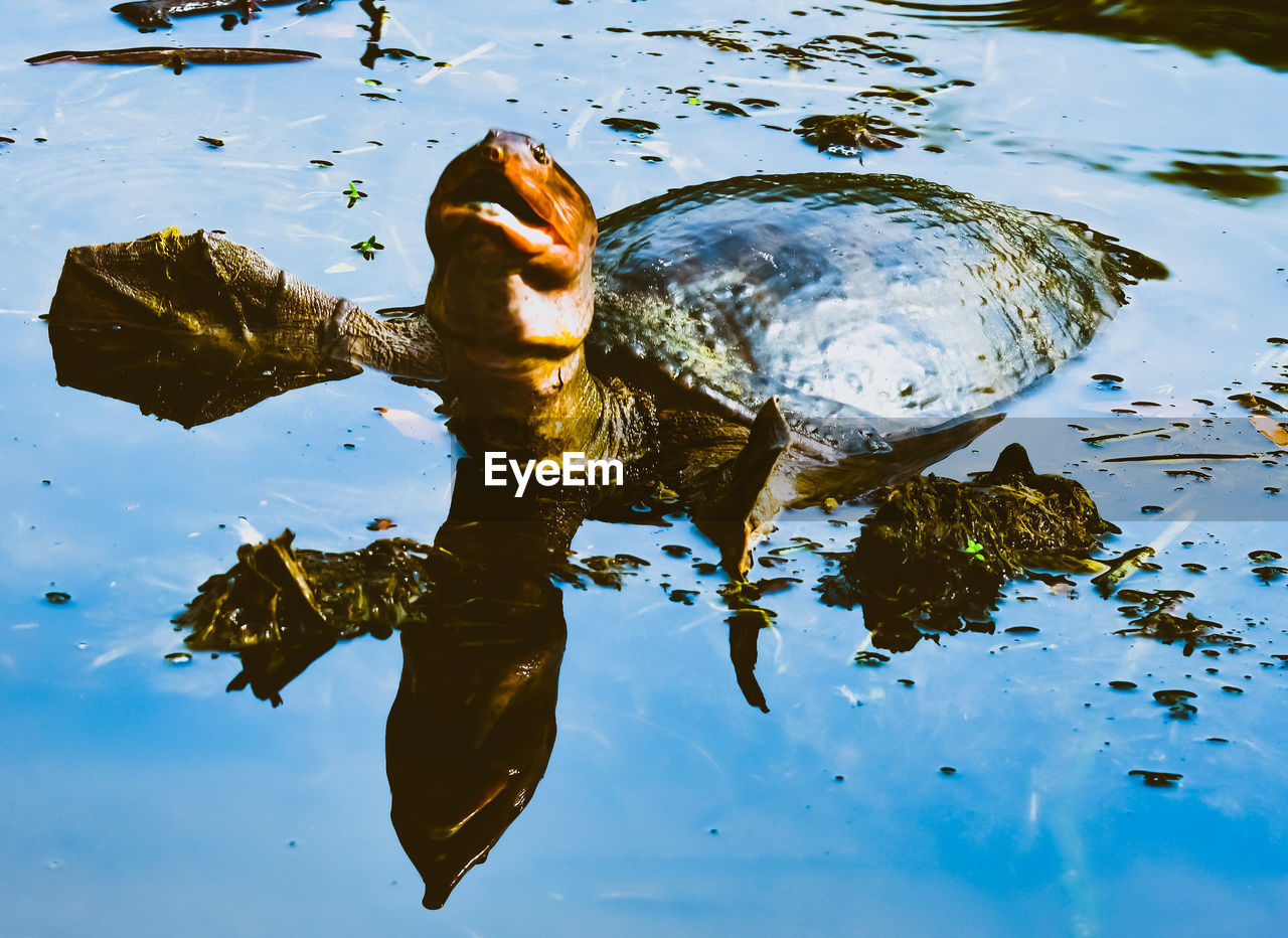 HIGH ANGLE VIEW OF TURTLE SWIMMING IN LAKE