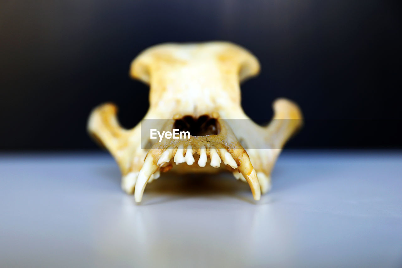 Boxer skull with teeth after decomposed