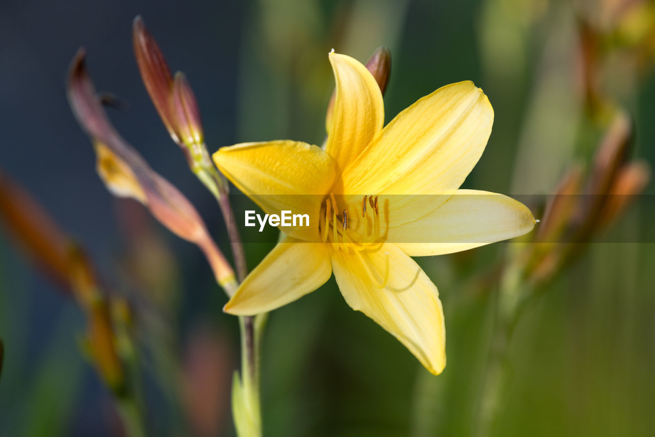 Close-up of yellow flowering plant