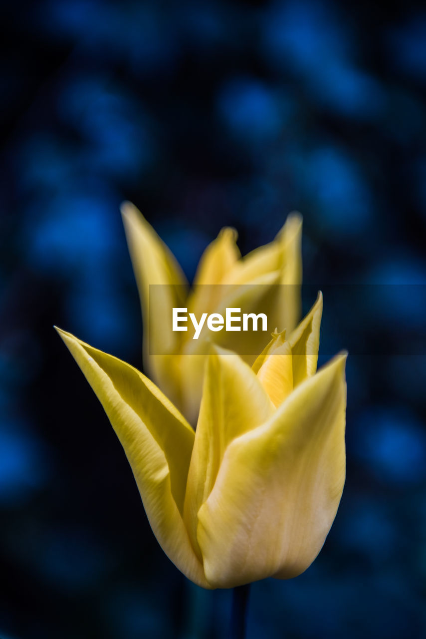 Tulip with yellow petals