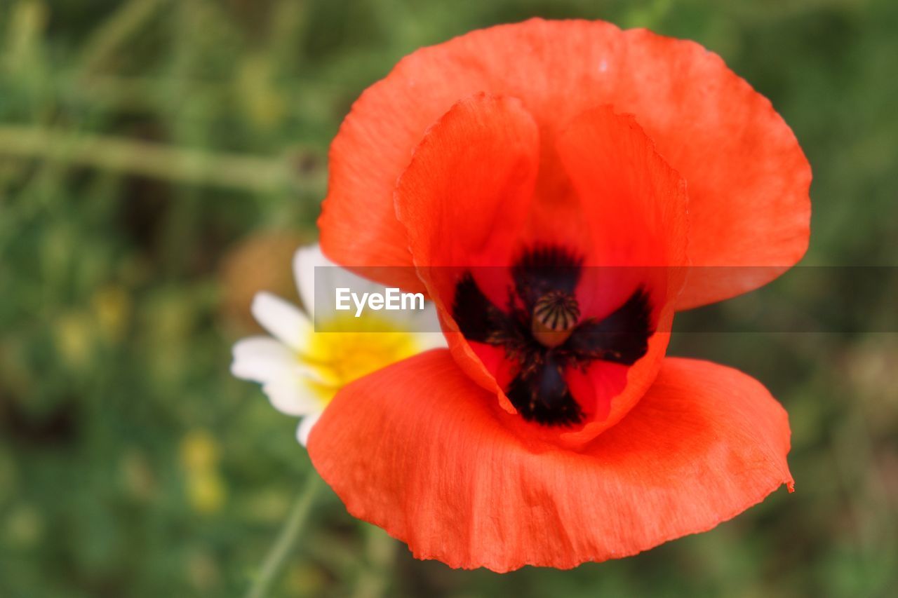 Close-up of orange poppy