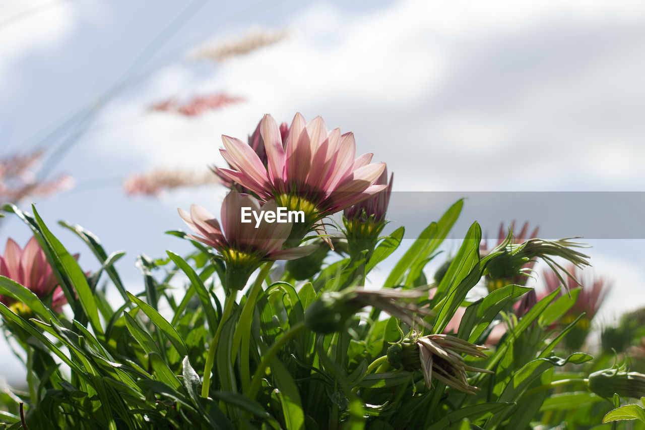Close-up of pink flowering plant against sky