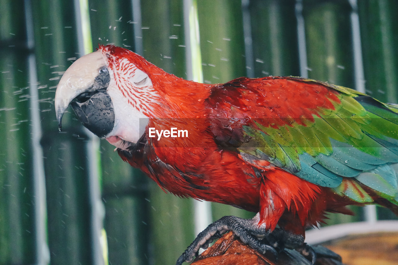 Scarlet macaw parrot or ara macao take shower with water splash