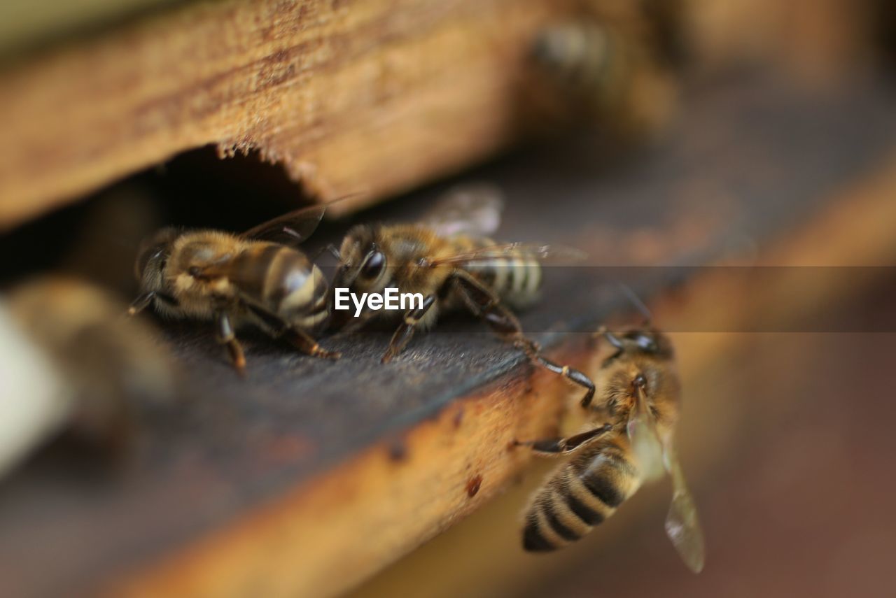 MACRO SHOT OF BEE