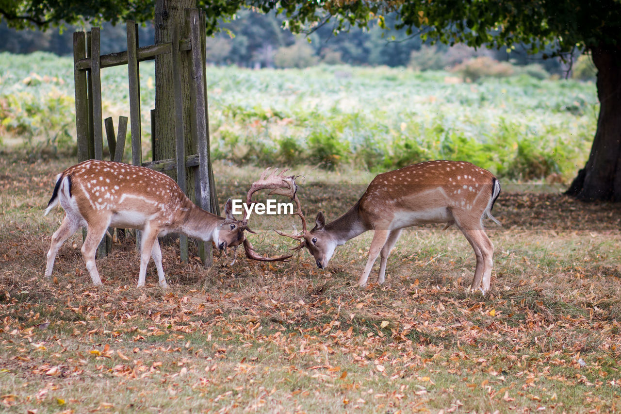 Deer fighting on field