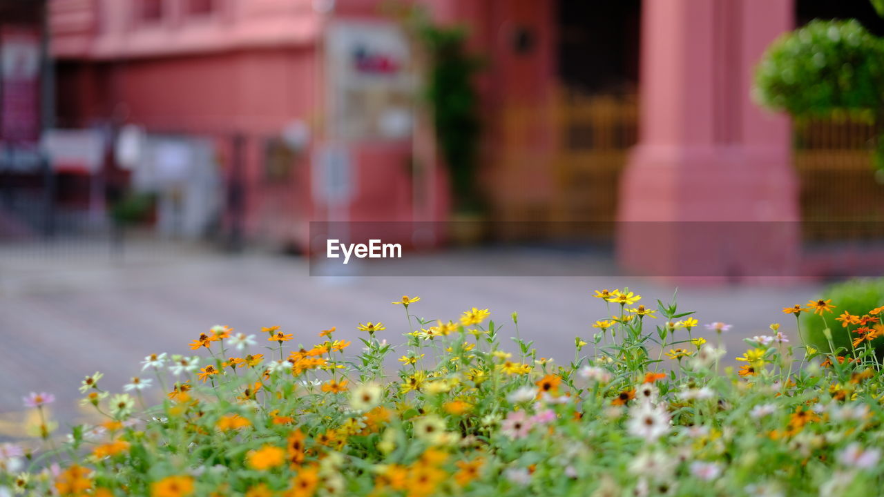 Close-up of yellow flowering plants at malacca historical city. 