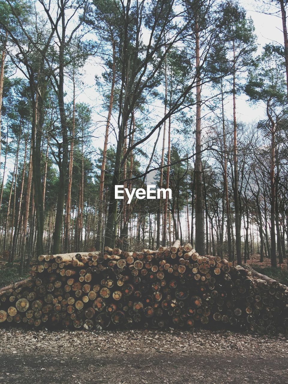 Log stacks in forest
