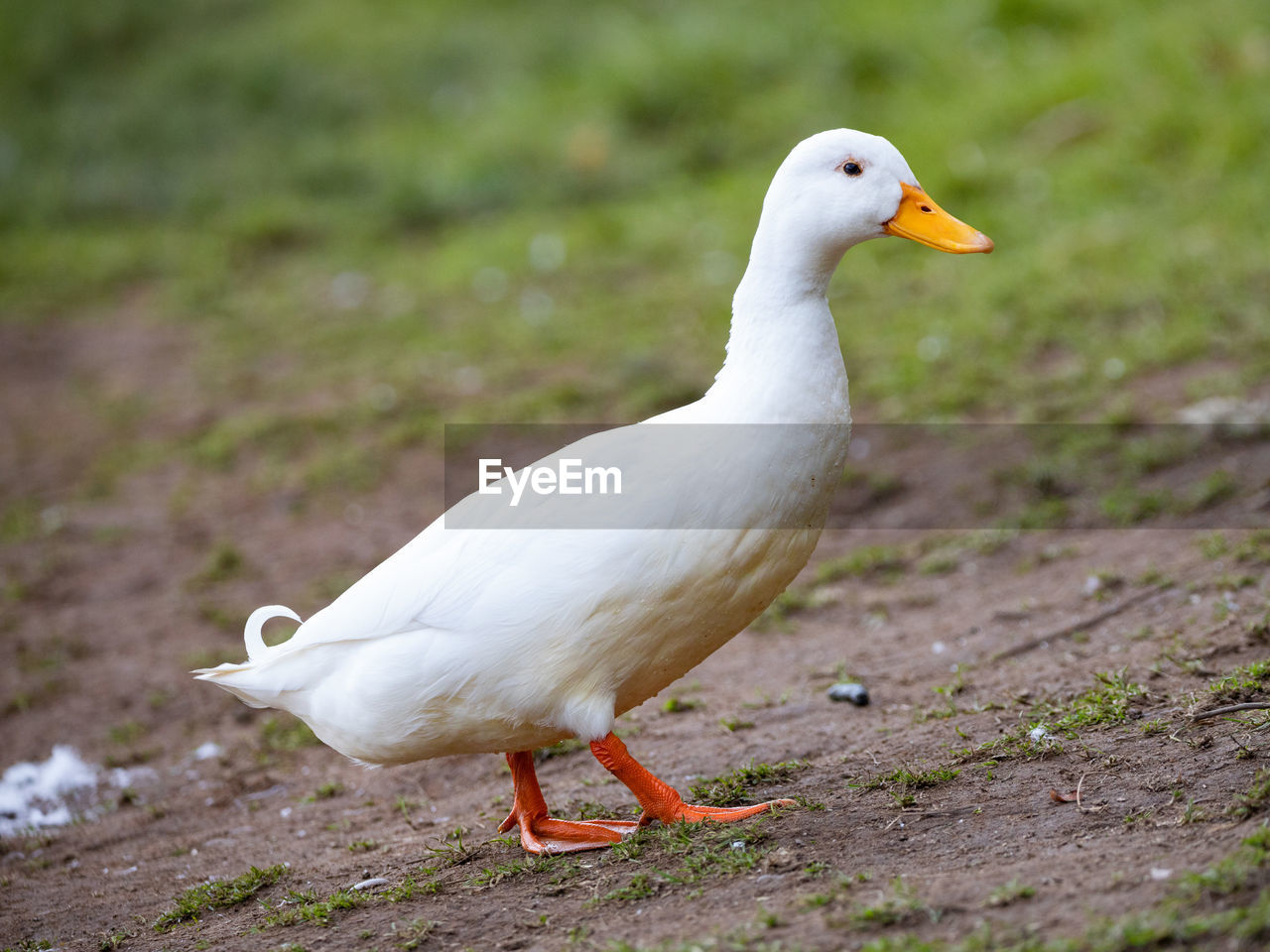 CLOSE-UP OF SEAGULL ON ROCK