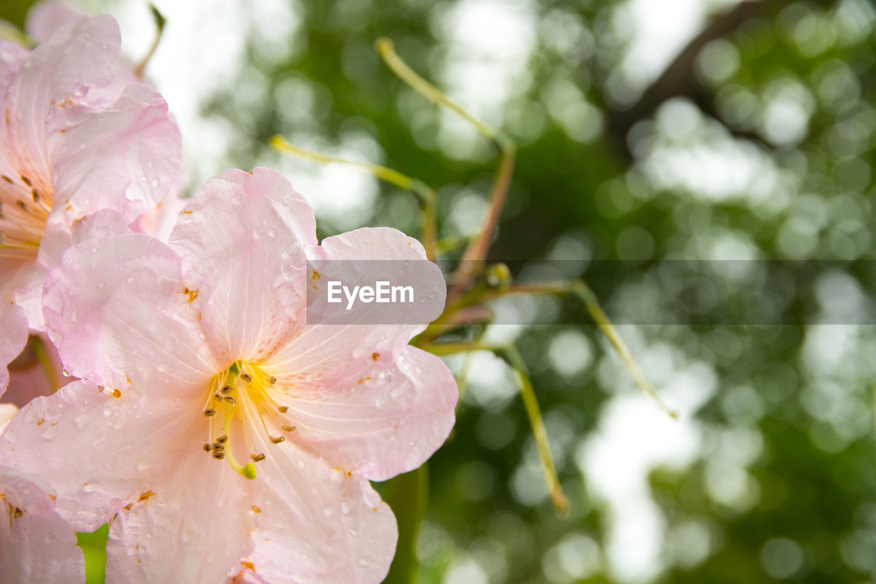 Close-up of fresh flowers blooming on tree