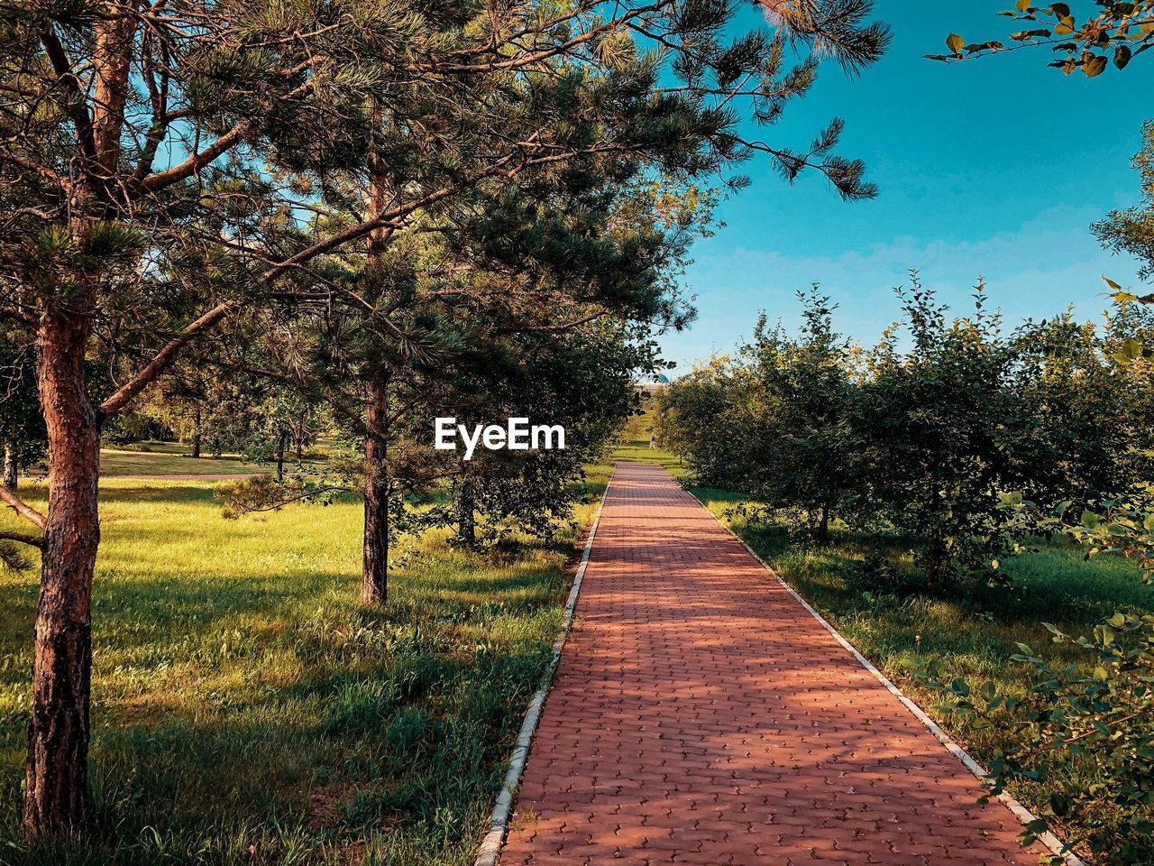 FOOTPATH AMIDST TREES AND PLANTS ON FIELD