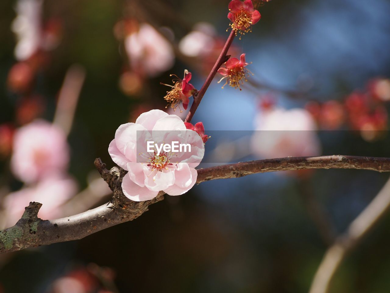 Pink flowers blooming on field