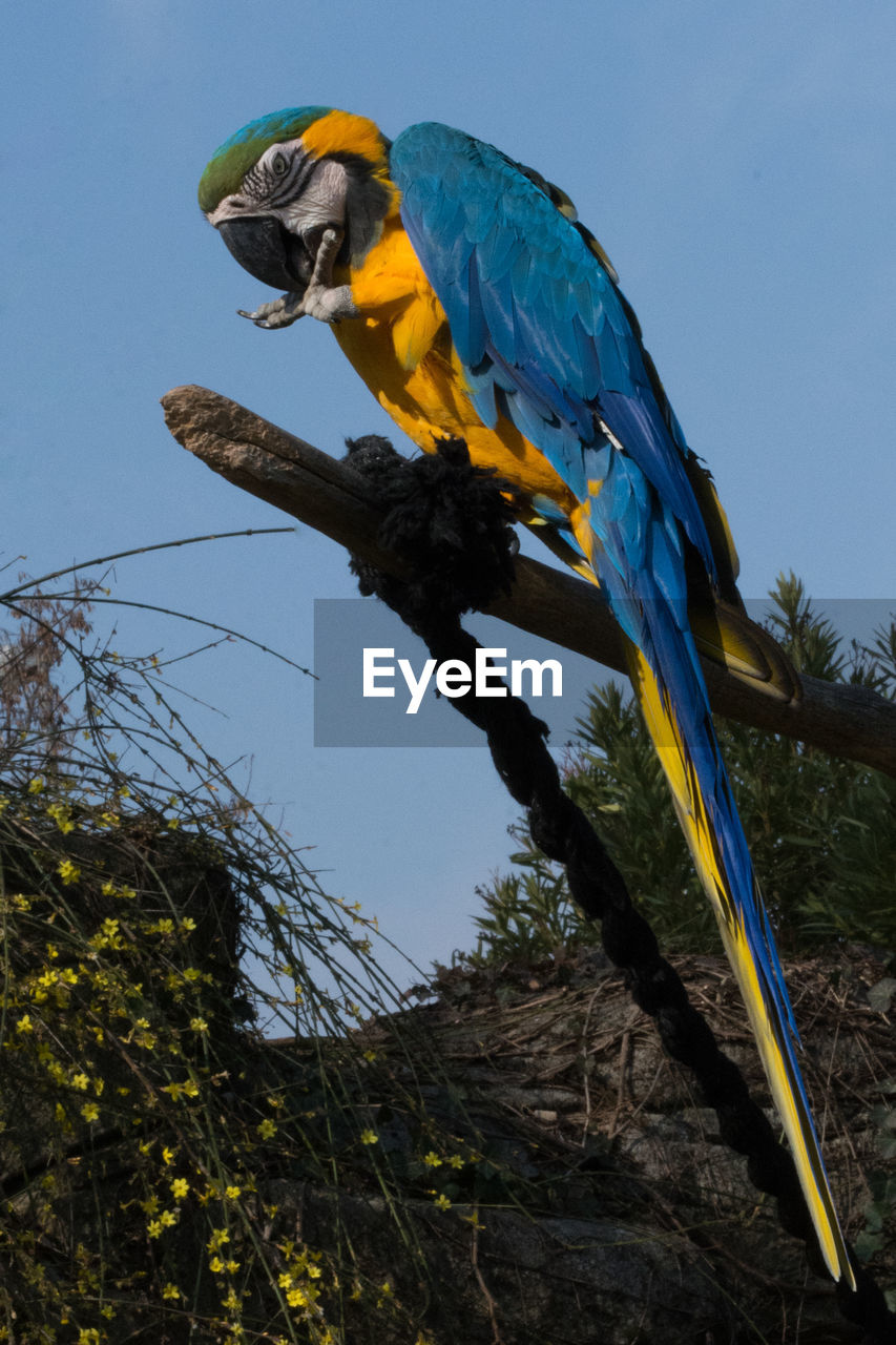 LOW ANGLE VIEW OF A BIRD PERCHING ON BRANCH