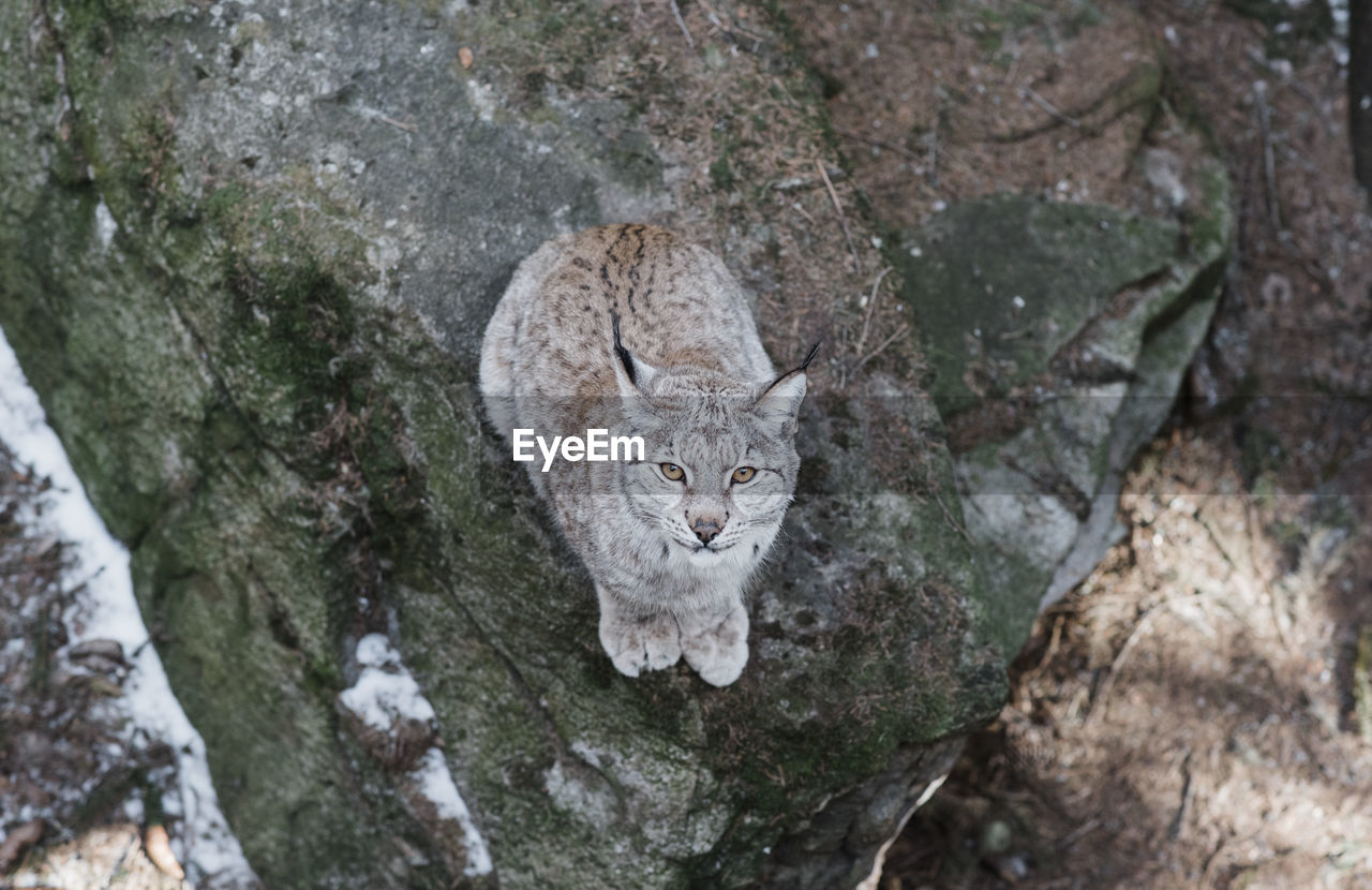 Lynx sitting on a rock looking up at the camera