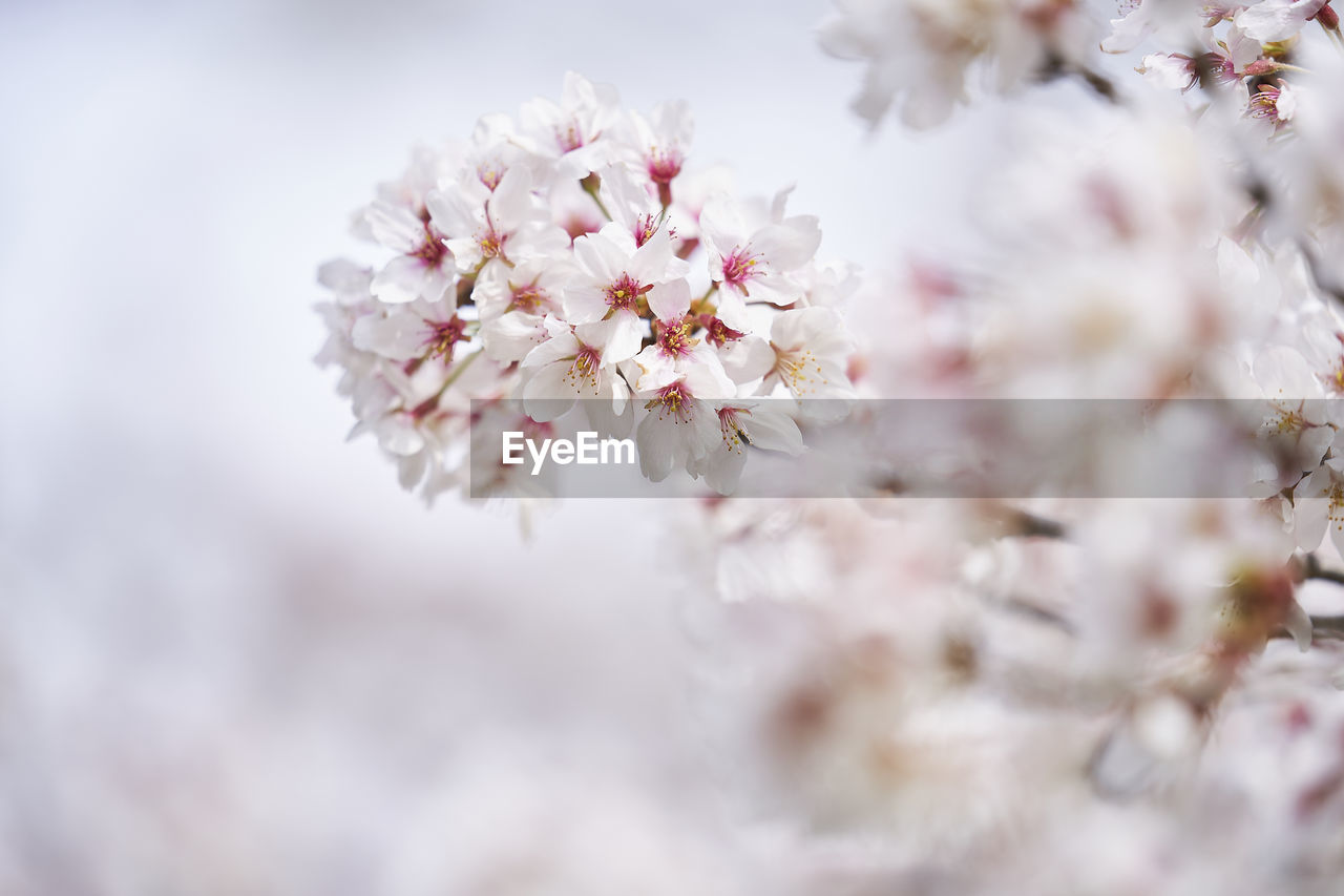 Close-up of pink cherry blossom